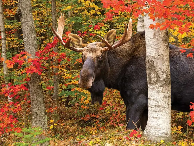 Autumn King (1419Pz) - 500 Pieces 1