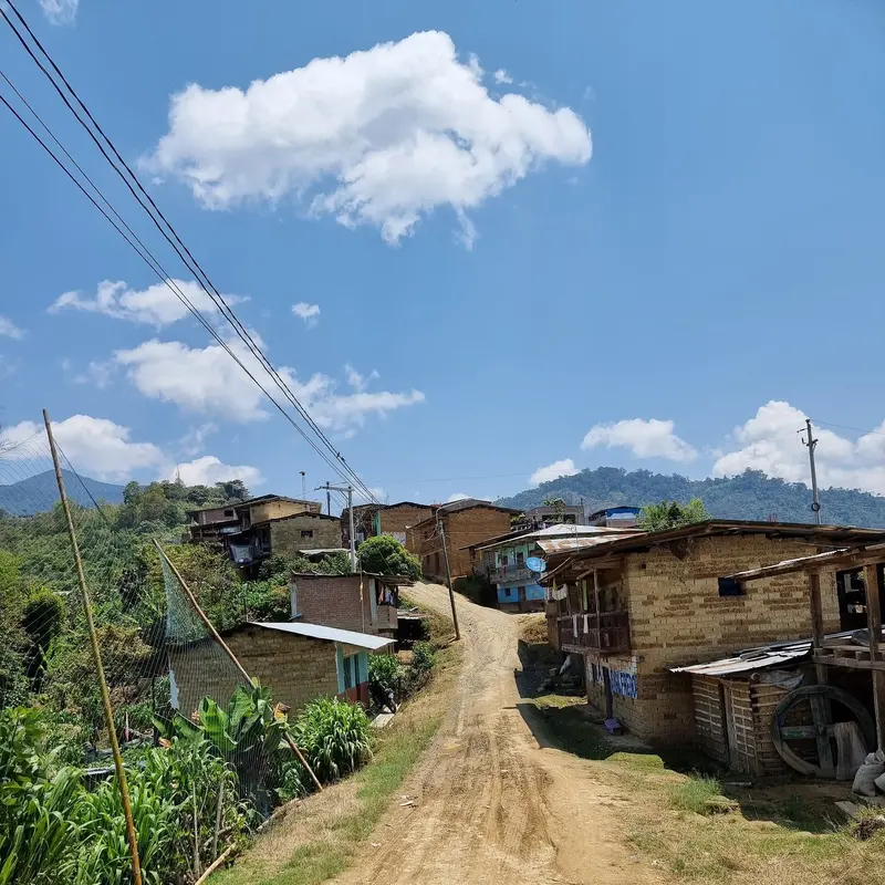 Peru Chontali - Wholesale 1